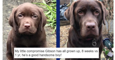 Adorable Dog Posts That Will Make This World Look Less Sucky