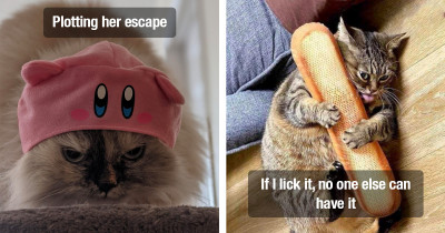 Cats Lately Have Been Living Their Best Lives Being As Weird As Possible