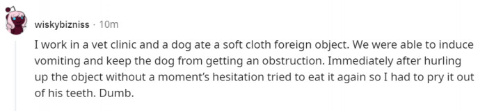 1. What was that cloth object? And how can it taste so good for the dog to eat it twice?