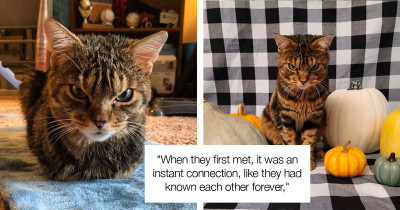 Adorable Cat Named Giggles Has A Permanently Angry Face
