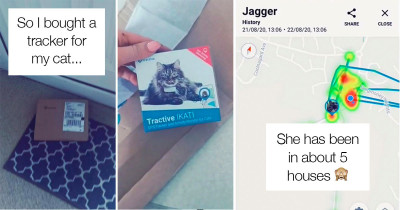 Sneaky Cat Is Busted Visiting Five Local Houses By GPS Tracker