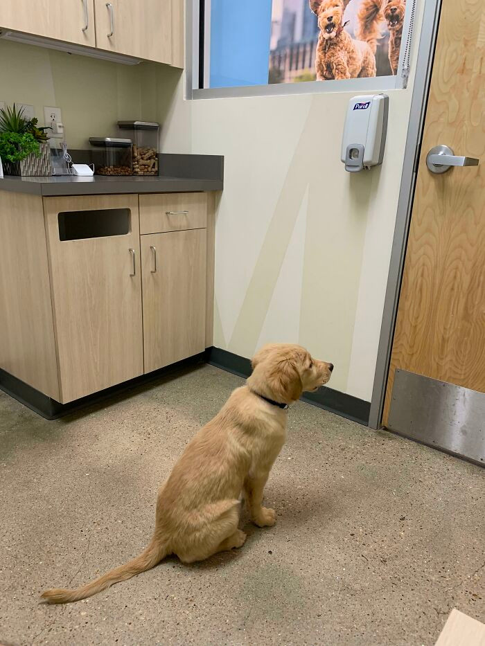 This golden good boy has his heart set for the vet and he’ll wait for her patiently