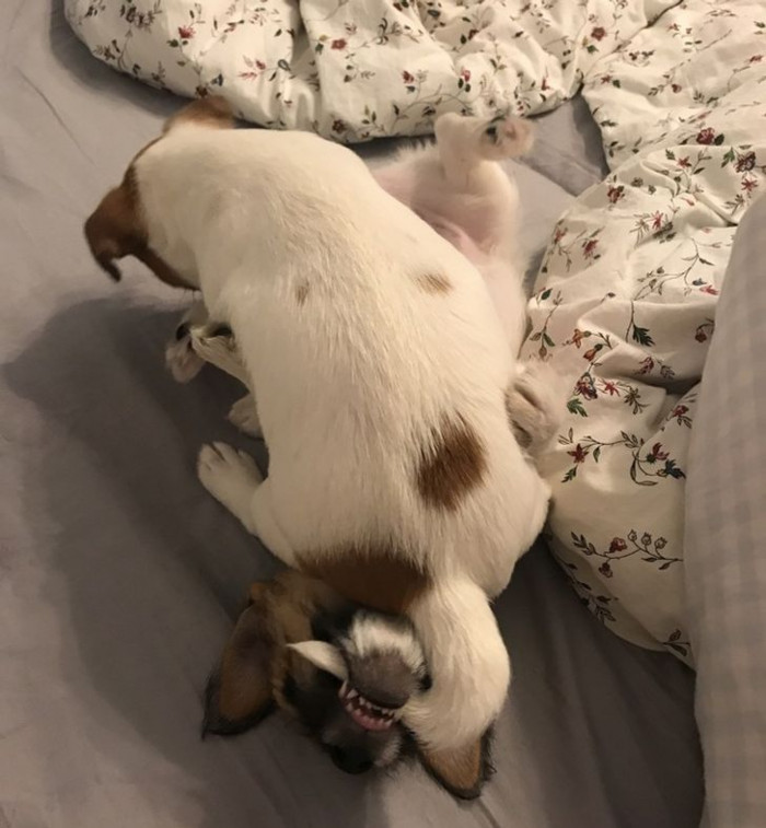 2. With two pets, you won't have to worry about keeping them entertained by playing with them—they will entertain themselves just fine.