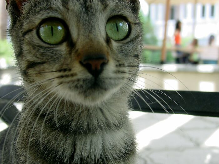 21. The Fluffy Jerk Always Getting His Way