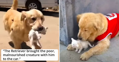 Warmhearted Golden Retriever Finds and Rescues a Stray Kitten During His Walk