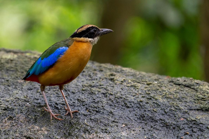 Pitta juvenile