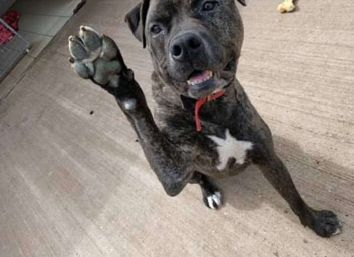 Bob is a really sweet and loyal soul.