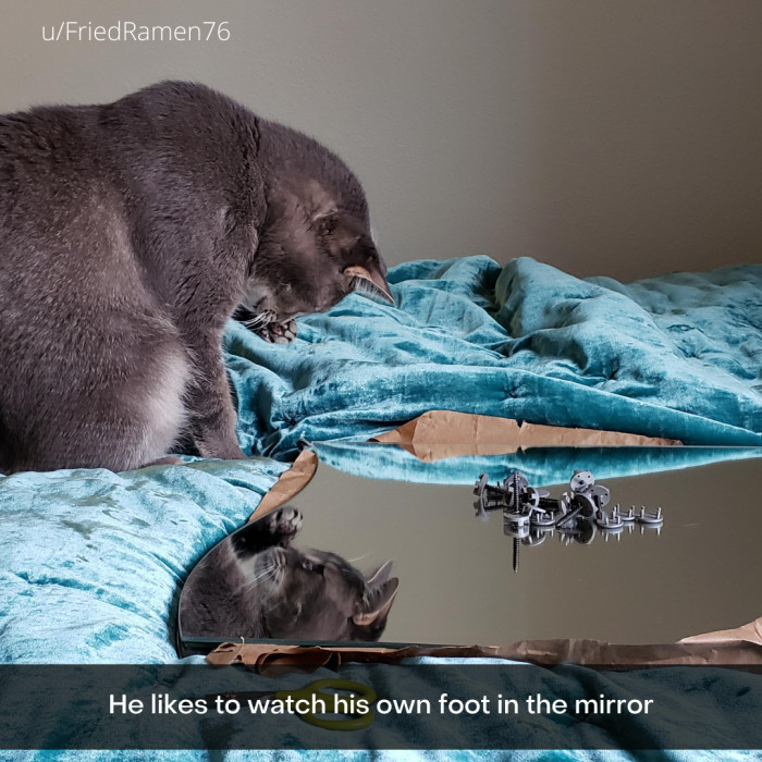 1. The best way to admire oneself is with a mirror and this cat gets it.