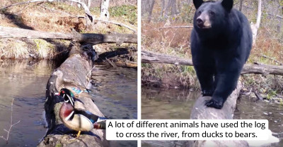 Interesting Shots Captured With A Hidden Camera Of Animals Crossing The River Using This Log