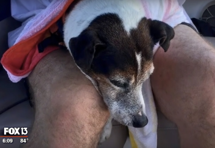 Still, It Was a Traumatic Experience for the Good Boy