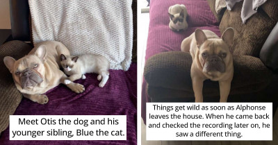 Man’s Camera Records What His Pets Are Up To Whenever He Leaves The House, And It Is Hilarious
