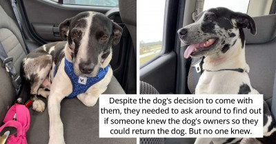 This Adorable Stray Dog Asked A Woman To Adopt Him While She Was On Her Birthday Trip