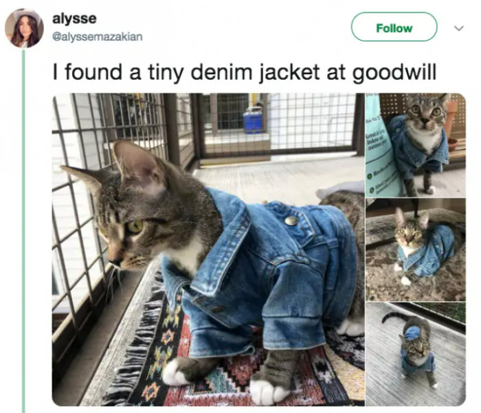 1. What’s better than a full chips packet? A cat with a denim jacket!