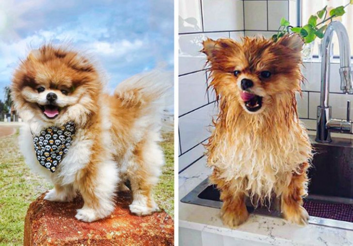 4. From being a happy dog to being a confused one