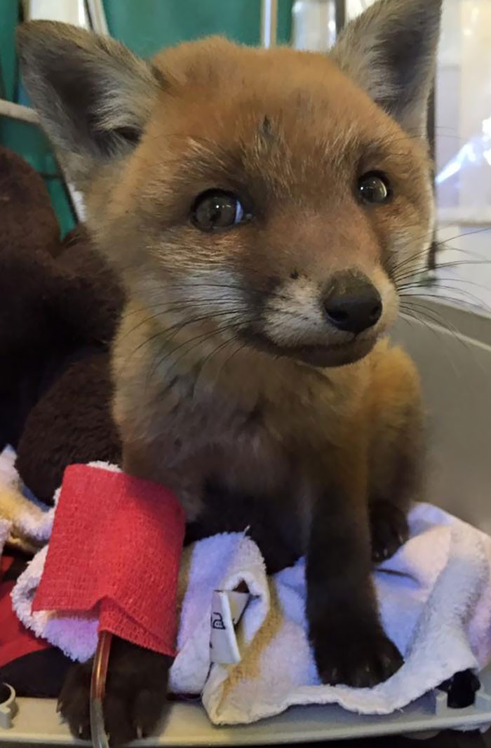 This fox that came into the clinic looks unreal