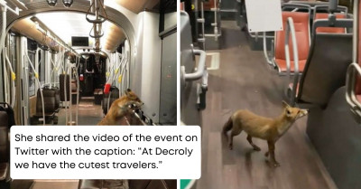 Woman Notices The Cutest Little Passenger On Her Bus