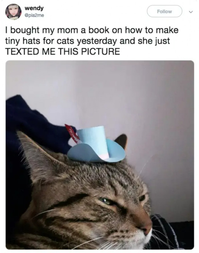 7. The cat seems to be highly disappointed. I am guessing she wanted one that was red!