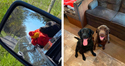 Whirlwind Lifts A 70-Pound Dog Off the Ground In This Shocking Viral Video