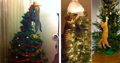Naughty Cats Are Hilariously Destroying Christmas Trees