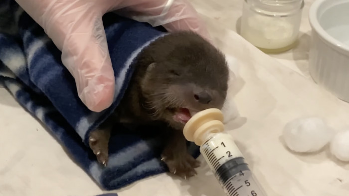 The baby otter's life was hanging by a thread.