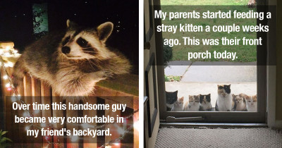 50 People Share Photos of Animals That Unexpectedly Showed Up at Their Homes