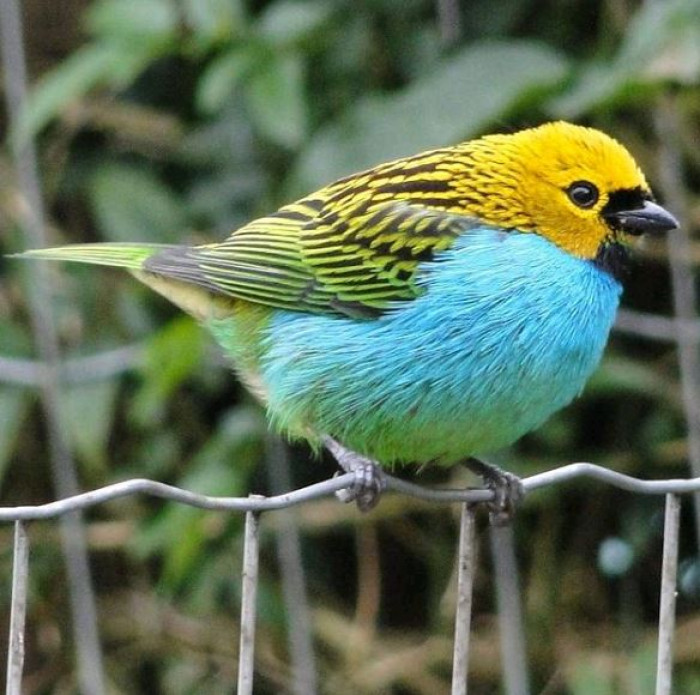 The Gilt-Edged Tanager Is A Stunning Little Bird In Iridescent Yellow ...