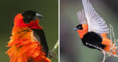 Meet The Northern Red Bishop, Considered One Of The Most Fascinating Birds On Earth