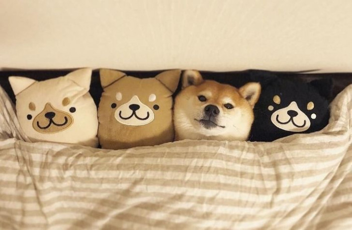 2. Spot the doggy and get free licks