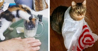 These Cute Cats Are Being Adorable and Giving Everyone a Good Laugh with Their Silly Antics