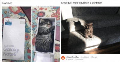 19 Photos Of The Cutest And Smallest Cats That Will Make You Go Aww