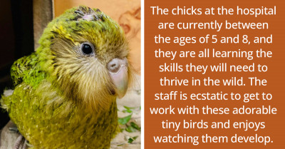 These Little “Moss Chicks” Learning to Walk Are the Sweetest Thing You'll Be Inspired by Today