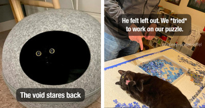 Adorable Black Cats Are Living Their Best Black Cat Lives