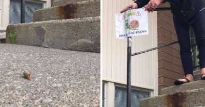 Woman Notices Snails Often Cross The Sidewalk Outside Her Work And She Puts A “Snail Crossing” Sign To Keep Them Safe