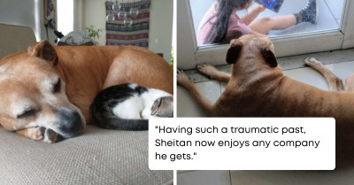 Adorable Old Dog Had A Playdate With Her Child Buddy Through A Glass Door