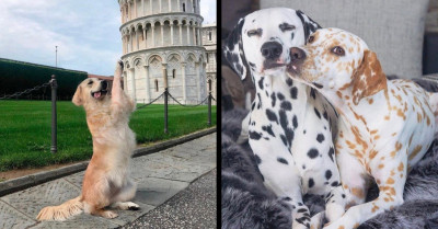 25 Of The Most Adorable Animal Photos That Can Be Found On The Internet