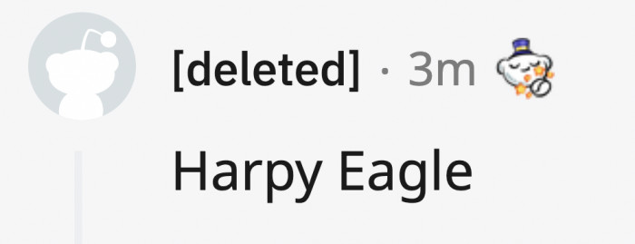 Picture seeing a Harpy Eagle at night. It's the stuff of nightmares