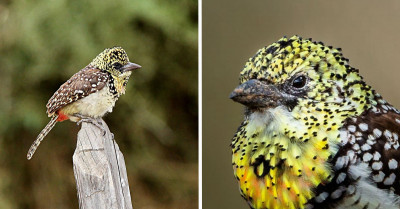 Meet the Bird That Is Known for Its Colorful Feathery Bristles Surrounding Its Heavy Bill – The Usambiro Barbet!