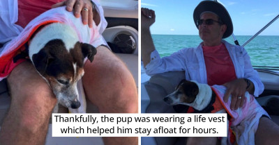 Jack Russell Terrier Is Miraculously Rescued By Boaters After Floating In The Middle Of The Ocean For 3 Hours