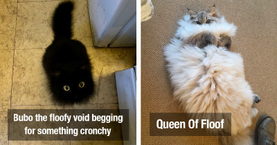 Fluffy Cats On The Internet Who Are Definitely The Fluffiest Of Them All