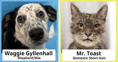 10+ Wackiest and Wittiest Names That People Have Baptized Their Pets With