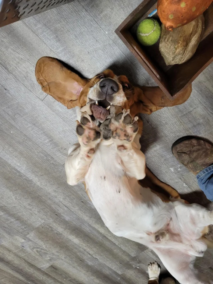 10. Enough tickles! Let the poor dog breathe