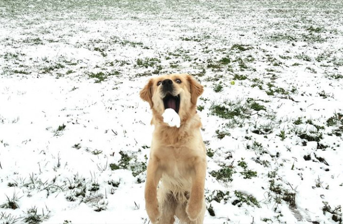 20. Bruno is enjoying snow for the first time.