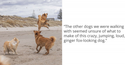 Overjoyed Dog, Unable to Contain Her Excitement, Jumps Ecstatically All Over the Beach