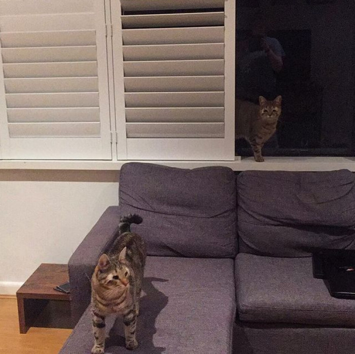 They now also live with a dog named Archie, and their new home entertains a family of seven ducks.