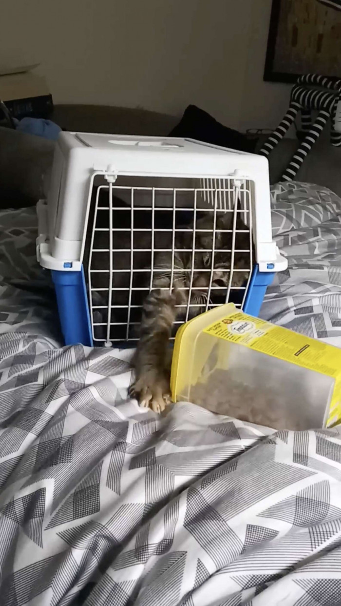 When Amanda let Chicken Little loose in Tony's room, the shy cat was a little unsure at first.