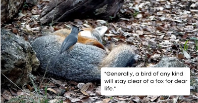 Daring Thief Titmouse Stole The Fox's Fur When He Was Trying to Sleep
