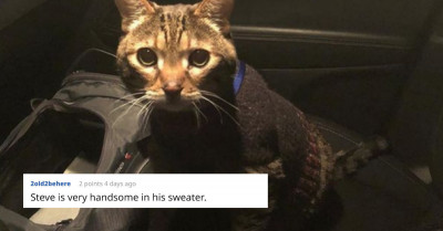 Senior Kitty Loves His Sweater So Much That He Will Cry Non-Stop If Anyone Takes It Off