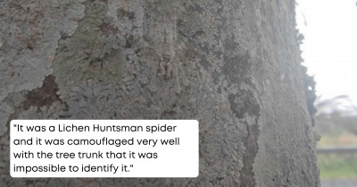 Perfectly Camouflaged Giant Spider Was Accidentally Spotted By A Woman On Her Lunch Break