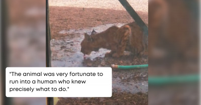 Man Helps a Thirsty Bobcat That Came into His Backyard While Trying to Escape the Heat