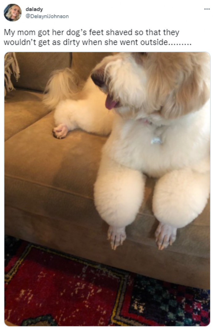 9. A useful tip if you have a white pet.